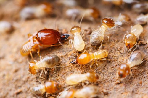 白蚁防治公司对白蚁凝难问题的解答